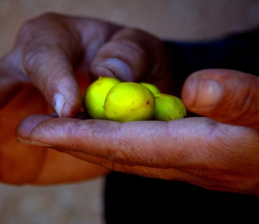 Argan olie er Marokkos vidundermiddel argan-olie